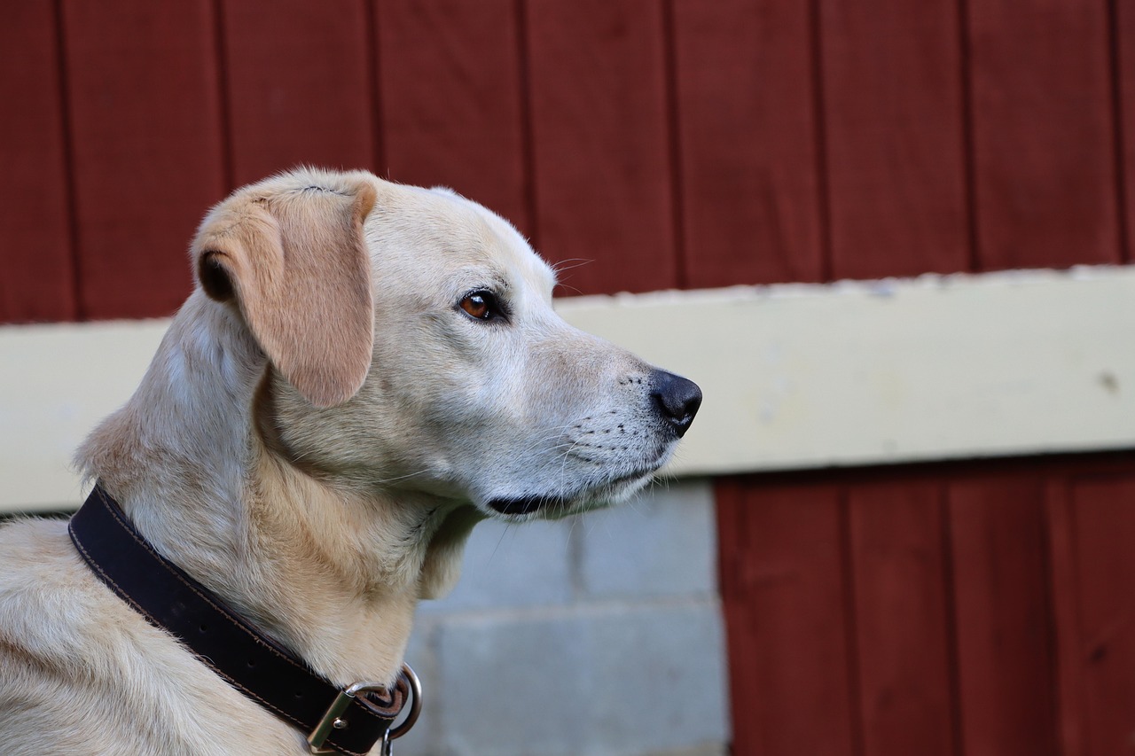 游戏公司如何适应技术支持攻击的技术创新